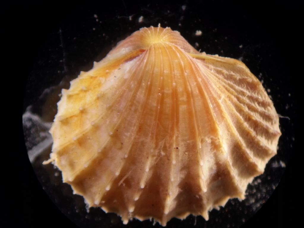 Acanthocardia paucicostata, echinata or similar (Juvenile)